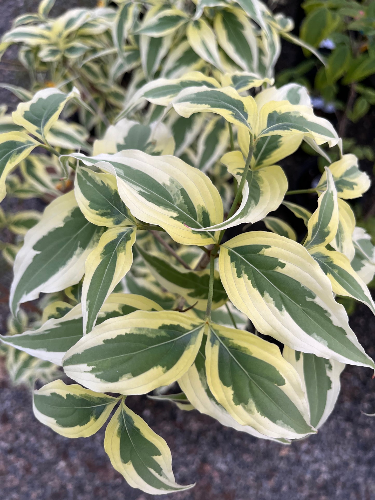Summer Fun Variegated Dogwood Tree Cornus Kousa - Live Plant