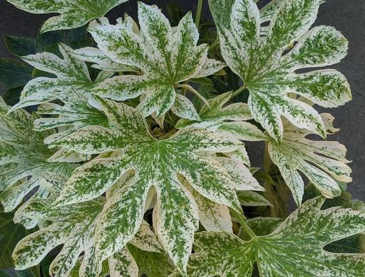 Variegated Spiders Web Fatsia Japonica, Rare Japanese Aralia Shrub - Live Plant