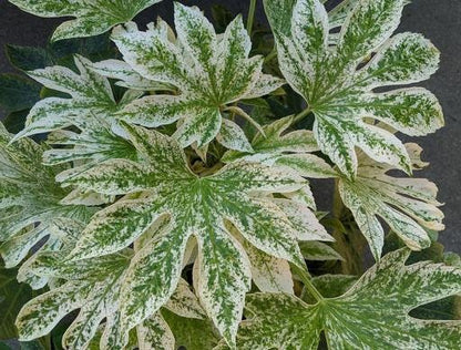 Variegated Spiders Web Fatsia Japonica, Rare Japanese Aralia Shrub - Live Plant
