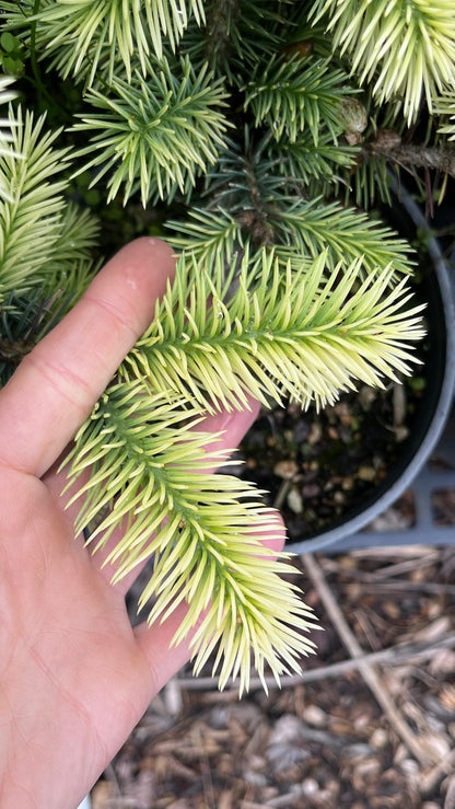 Gebelle's Golden Spring Picea Pungens, Rare Golden New Growth Blue Spruce - Live Plant