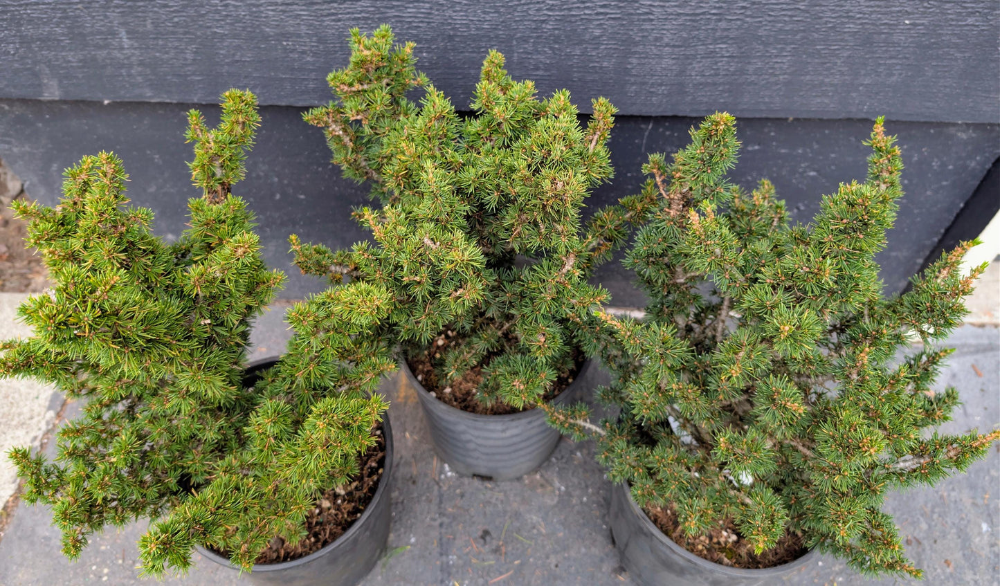 Kenwith Dwarf Cyprus Cedar, Cedrus Brevifolia Rare Miniature Conifer - Live Plant
