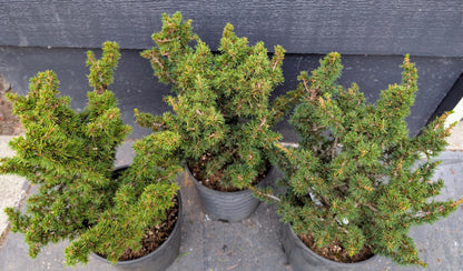 Kenwith Dwarf Cyprus Cedar, Cedrus Brevifolia Rare Miniature Conifer - Live Plant