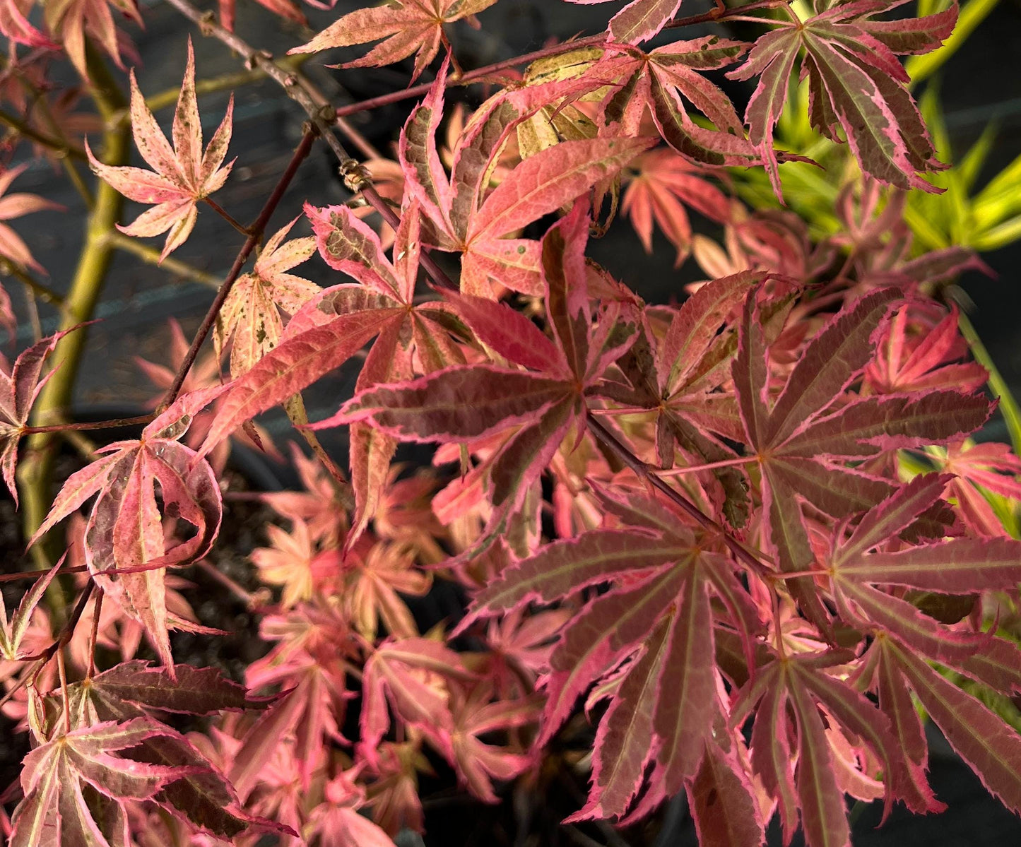 Geisha Gone Wild Japanese Maple Variegated Pink Acer Palmatum - Live Plant
