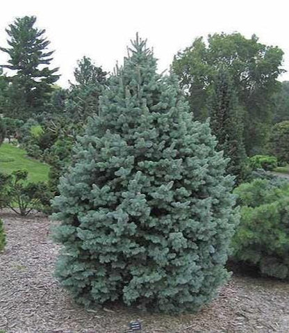 Glauca Blue Spanish Fir Abies Pinsapo, Unique Needle Dwarf Conifer - Live Plant