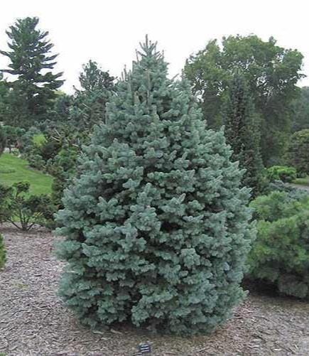 Glauca Blue Spanish Fir Abies Pinsapo, Unique Needle Dwarf Conifer - Live Plant
