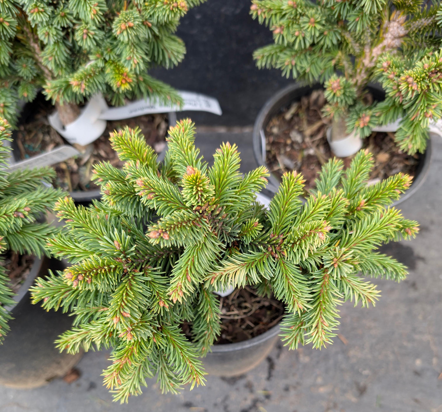 Medusa Rare Miniature Norway Spruce, Collector Conifer Tree - Live Plant