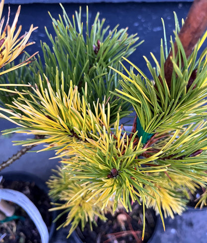 Splashes Rare Variegated Shore Pine, Pinus Contorta Collector Conifer - Live Plant