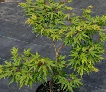 Seiun Kaku Japanese Maple, Fast Growing Mikawa Form Acer Palmatum Tree - Live Plant