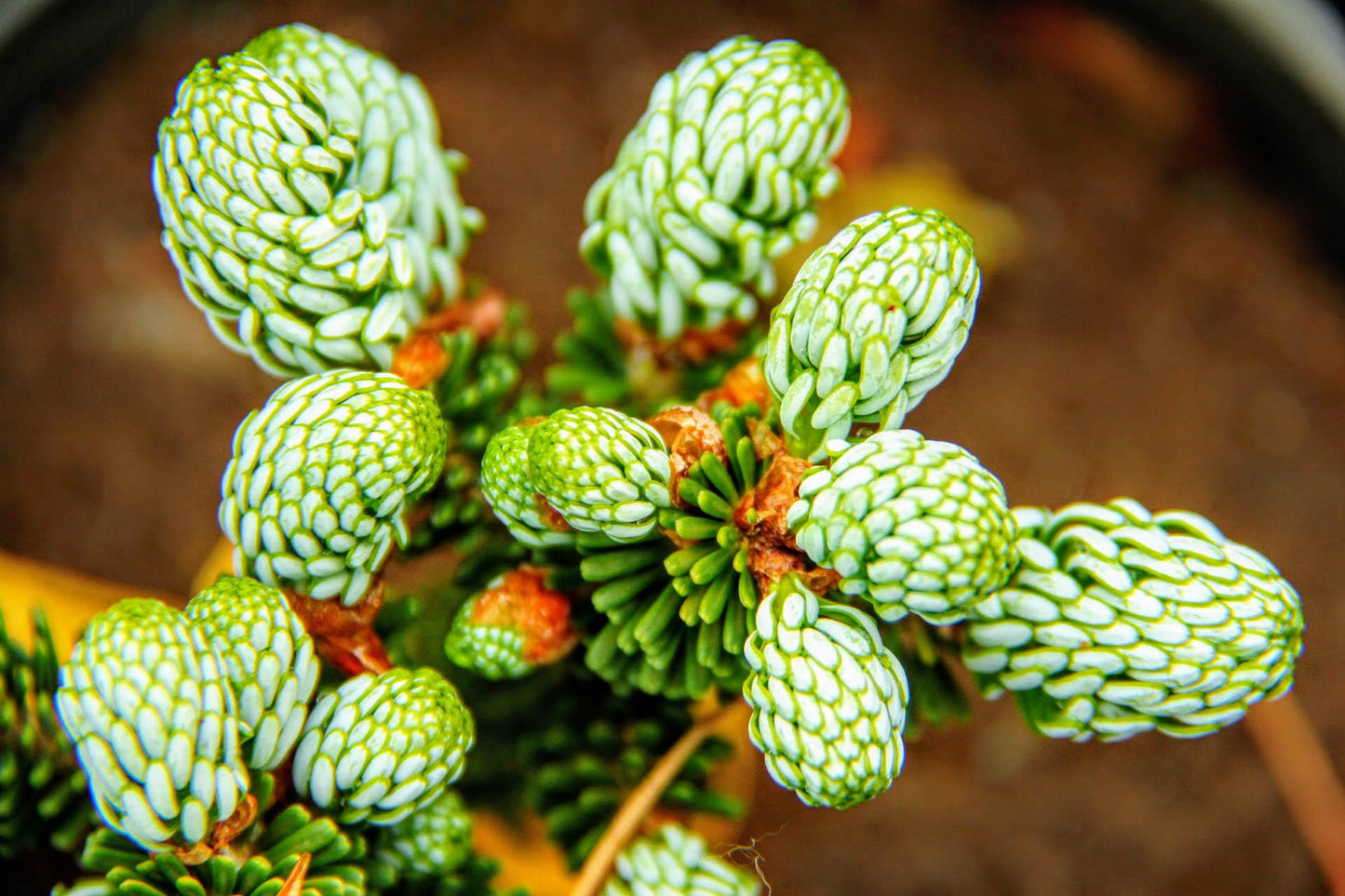 Kohout's Ice Breaker Korean Fir, Dwarf Evergreen Conifer, Collector Tree - Live Plant
