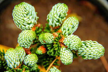Kohout's Ice Breaker Korean Fir, Dwarf Evergreen Conifer, Collector Tree - Live Plant