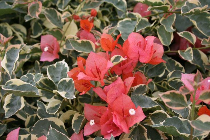 Bengal Orange Bougainvillea Rare Variegated Flowering Vine - Live Plant