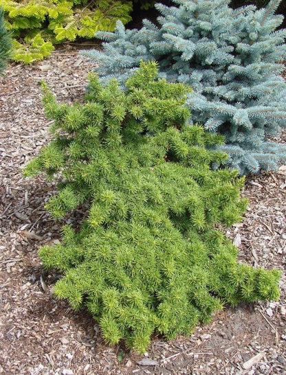Green Prince Cedar of Lebanon, Dwarf Bonsai Evergreen Conifer - Live Plant