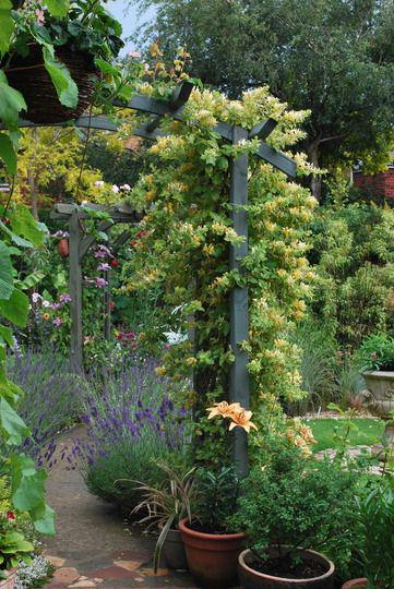 Mint Crisp Variegated Honeysuckle Vine, Fragrant Flowering Pollinator Plant - Live Plant
