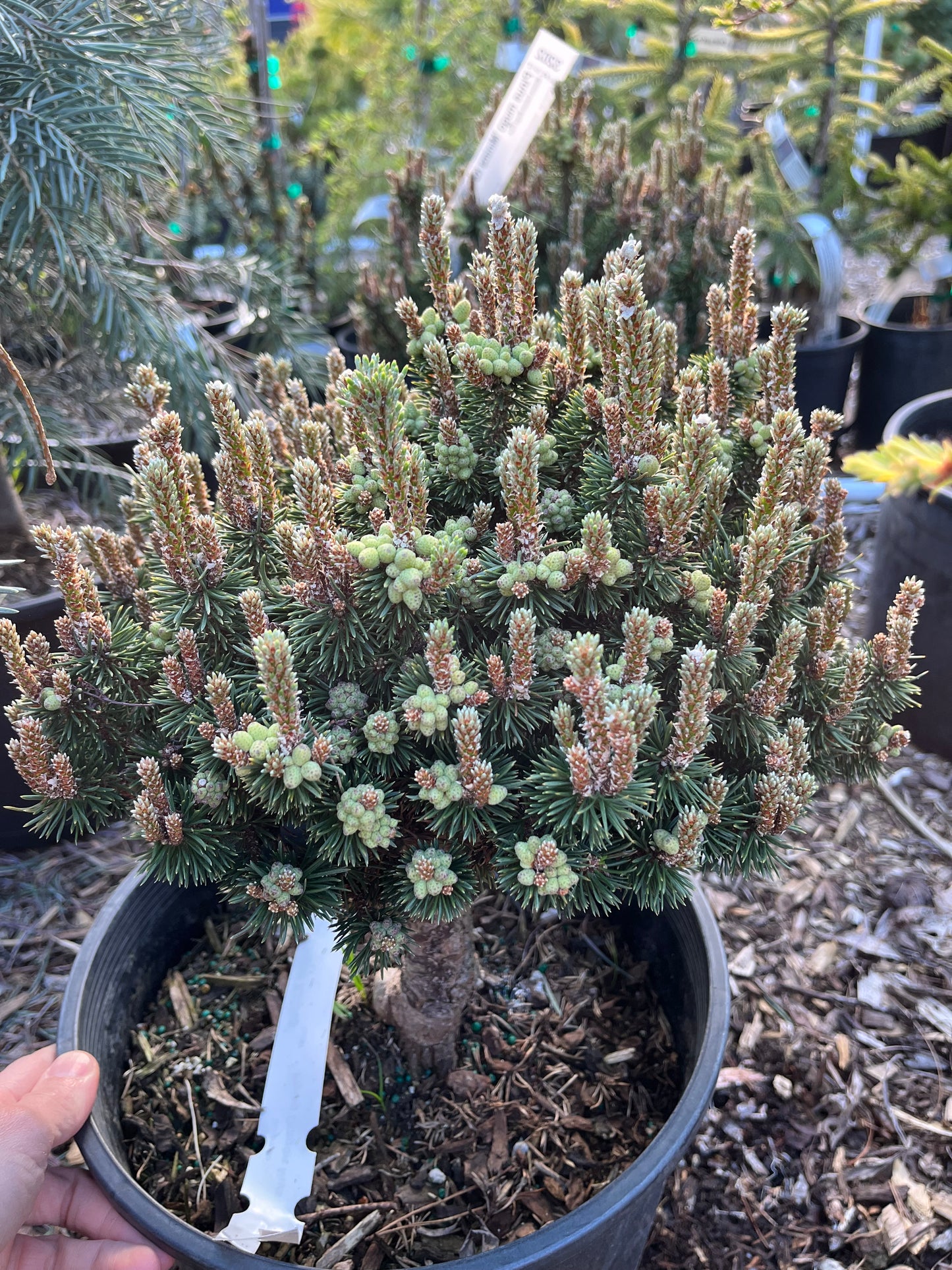 Minima Kalous Mugo Pine Rare Miniature Collector Conifer - Live Plant