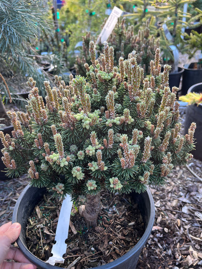 Minima Kalous Mugo Pine Rare Miniature Collector Conifer - Live Plant