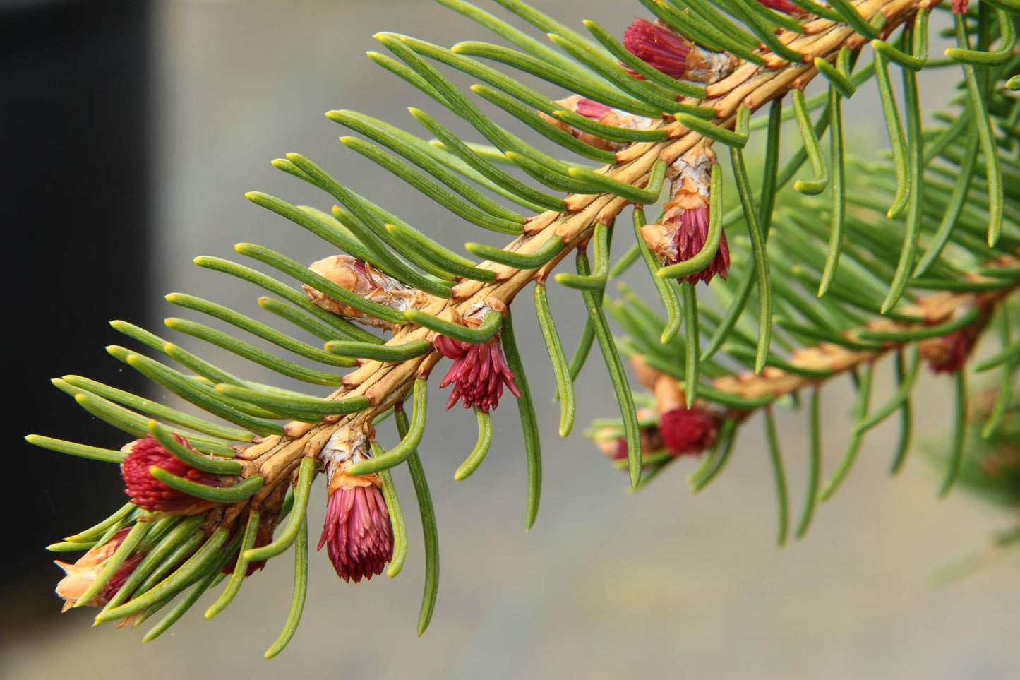 Red Tipped Norway Spruce Tree, Picea Abies Rubra Spicata - Live Plant