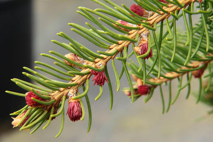 Red Tipped Norway Spruce Tree, Picea Abies Rubra Spicata - Live Plant