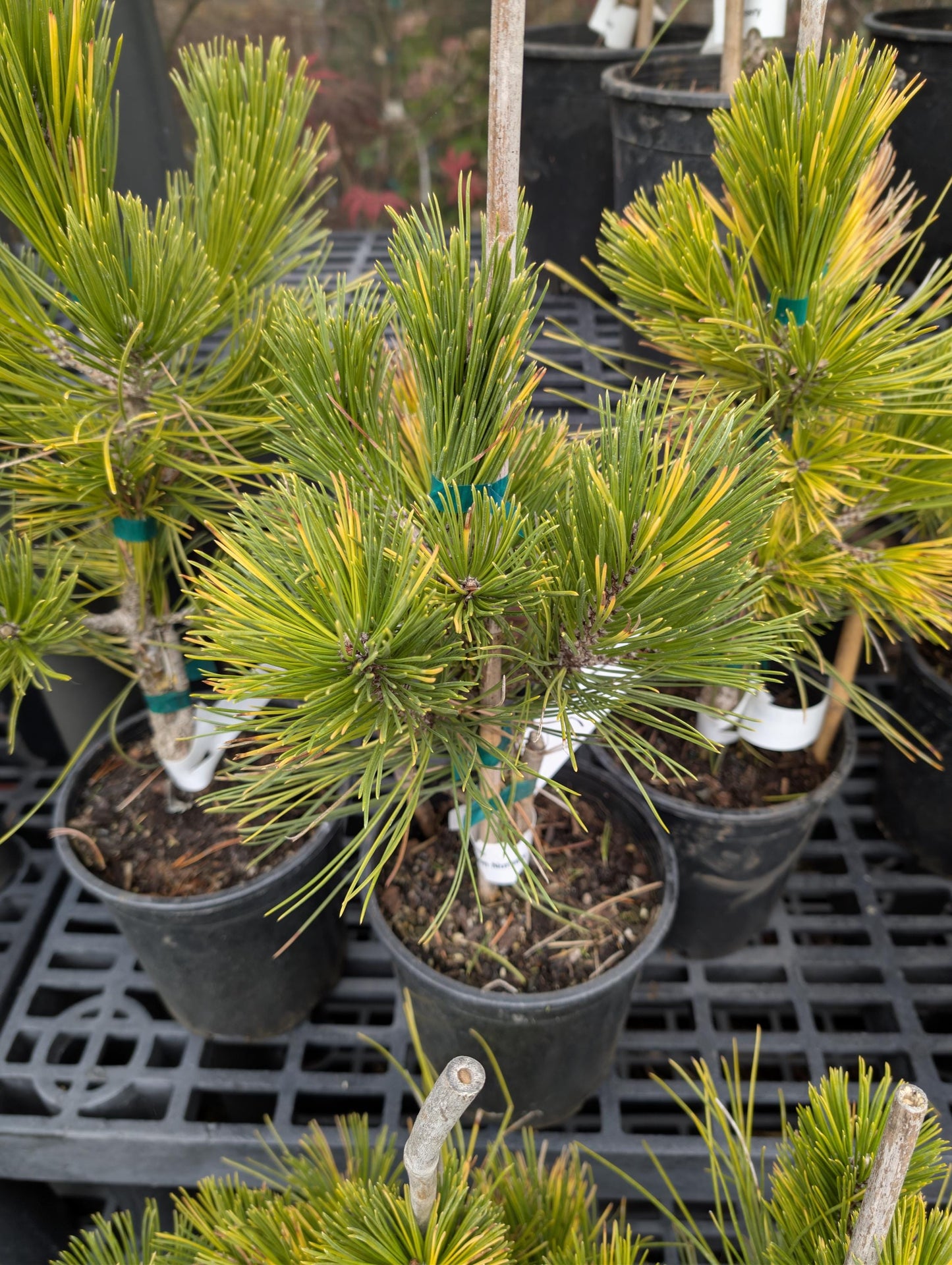 Gold Splash Bosnian Pine, Very Rare Variegated Pinus Leucodermis - Live Plant
