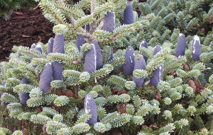 Blue Emperor Korean Fir, Rare Dwarf Blue Collector Conifer - Live Plant