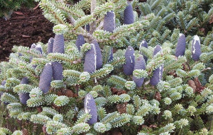 Blue Emperor Korean Fir, Rare Dwarf Blue Collector Conifer - Live Plant