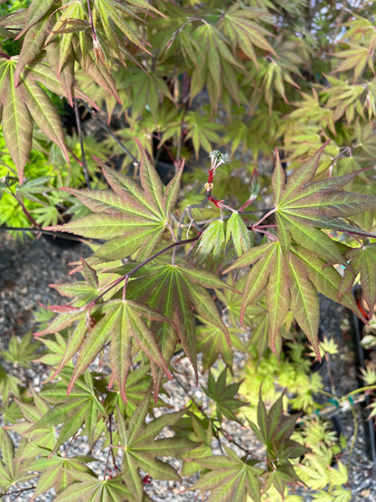 Omato Japanese Maple, Upright Vase Form, Bold Fall Color - Live Plant