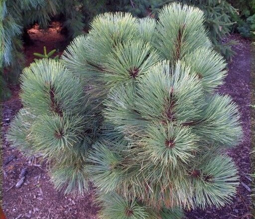 Dusty Blue Rare Dwarf Ponderosa Pine Collector Conifer - Live Plant