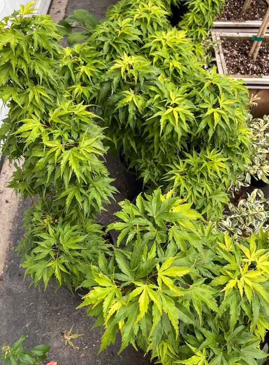 Tattoo Japanese Maple, Rare Dwarf Acer Palmatum Mikawa Type, Collector Tree - Live Plant