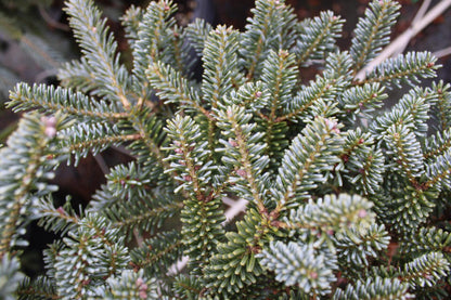 Blue Emperor Korean Fir, Rare Dwarf Blue Collector Conifer - Live Plant