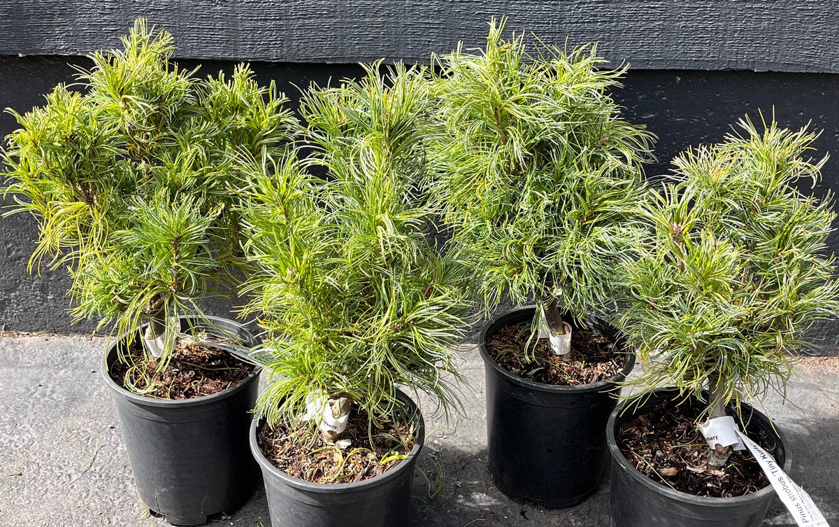 Tiny Kurls Dwarf Eastern White Pine, Unique Twisted Blue-Green Needles - Live Plant