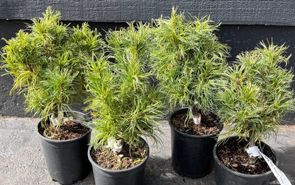 Tiny Kurls Dwarf Eastern White Pine, Unique Twisted Blue-Green Needles - Live Plant