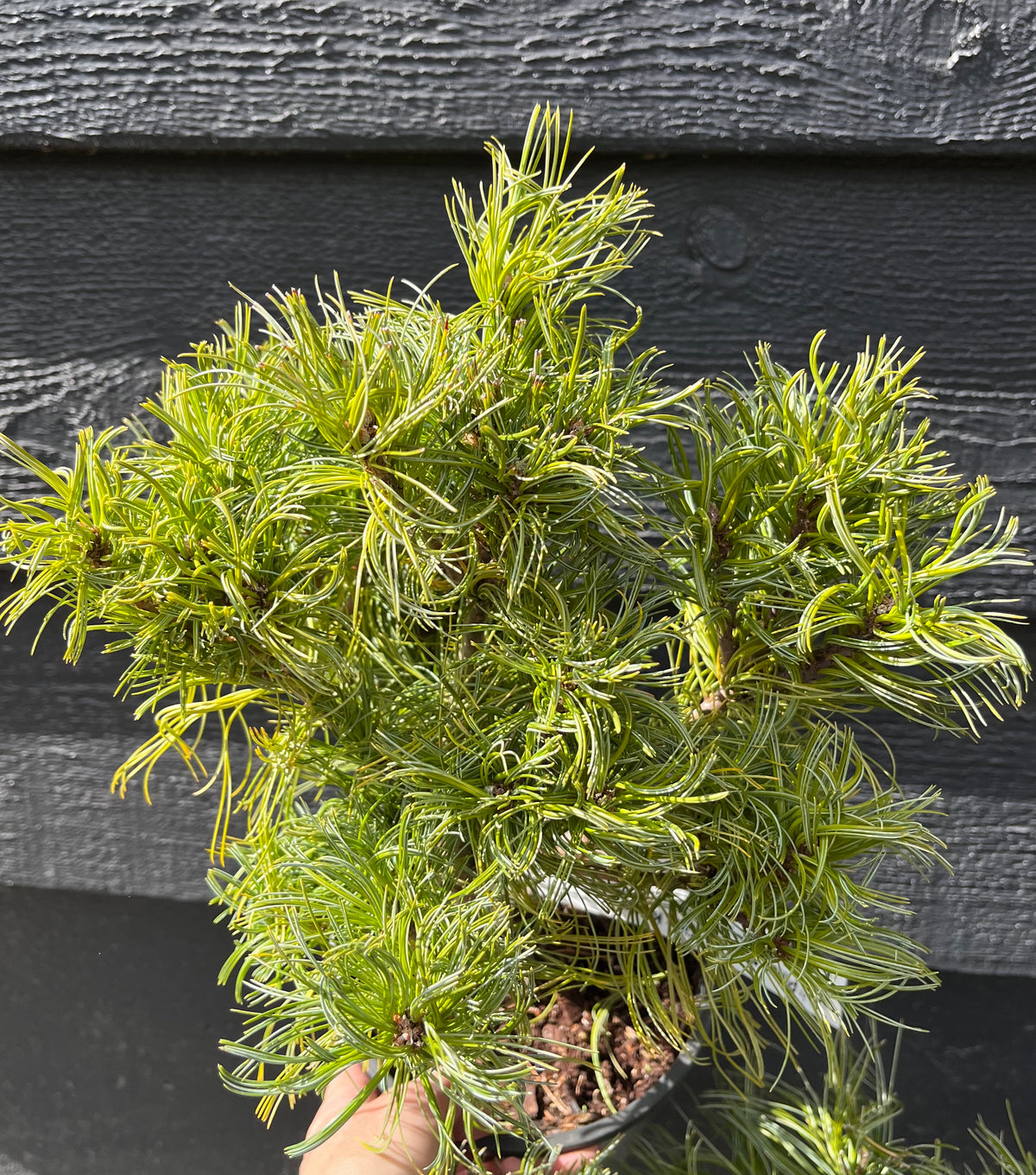 Tiny Kurls Dwarf Eastern White Pine, Unique Twisted Blue-Green Needles - Live Plant