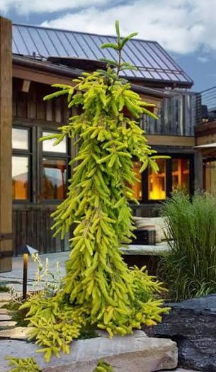 Gold Drift Weeping Norway Spruce Tree, Dwarf Golden Conifer - Live Plant