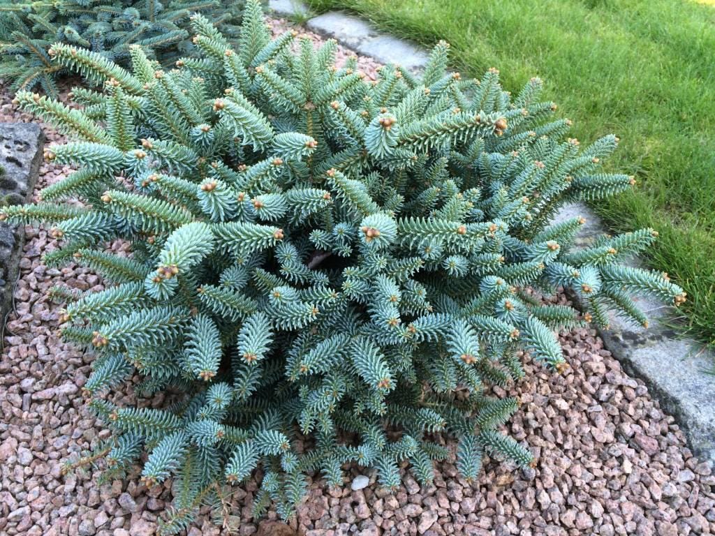 Horstmann Dwarf Blue Spanish Fir, Rare Collector Conifer Tree - Live Plant