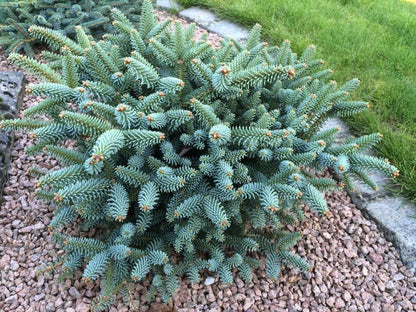 Horstmann Dwarf Blue Spanish Fir, Rare Collector Conifer Tree - Live Plant