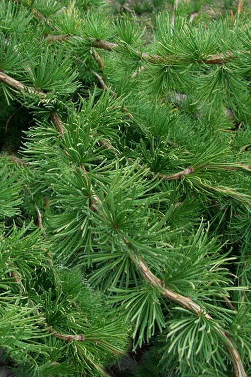 Hortstmann's Recurved Contorted European Larch, Unique Twisted Branches - Live Plant