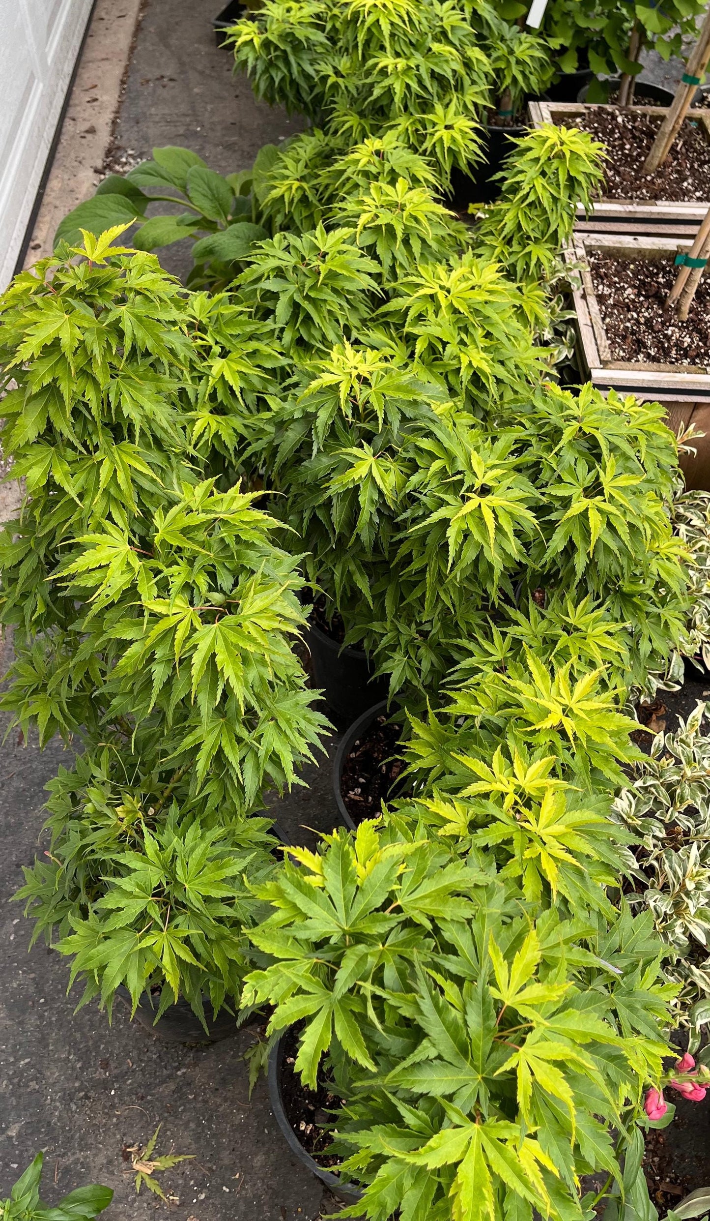 Tattoo Japanese Maple, Rare Dwarf Acer Palmatum Mikawa Type, Collector Tree - Live Plant