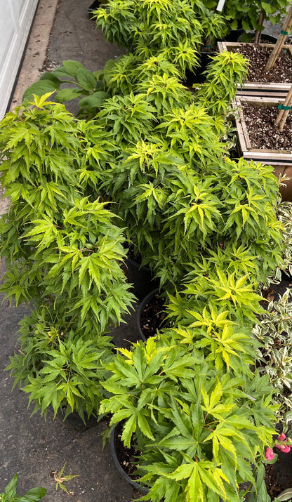 Tattoo Japanese Maple, Rare Dwarf Acer Palmatum Mikawa Type, Collector Tree - Live Plant