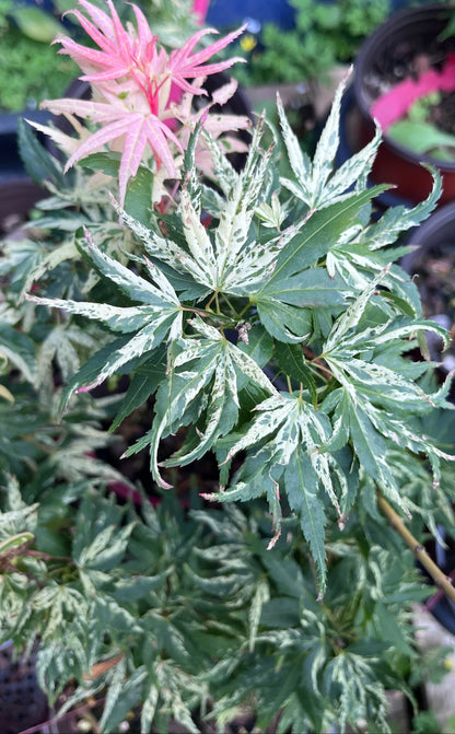 Snow Kitten aka Yuki Yama Rare Variegated Japanese Maple, Mikawa Type - Live Plant