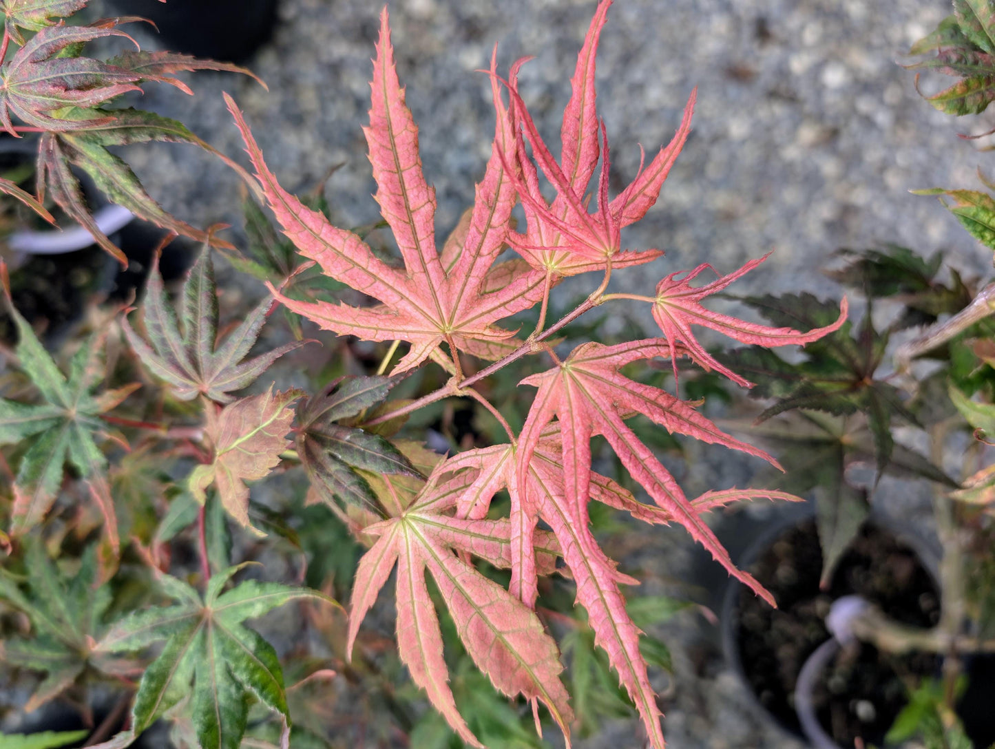 Olsen's Frosted Strawberry Japanese Maple, Rare Pink Ornamental Tree - Live Plant