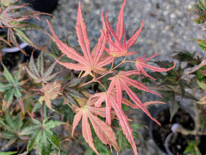Olsen's Frosted Strawberry Japanese Maple, Rare Pink Ornamental Tree - Live Plant