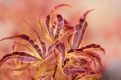 Manyo No Sato Variegated Japanese Maple, Purple Acer Palmatum Tree - Live Plant