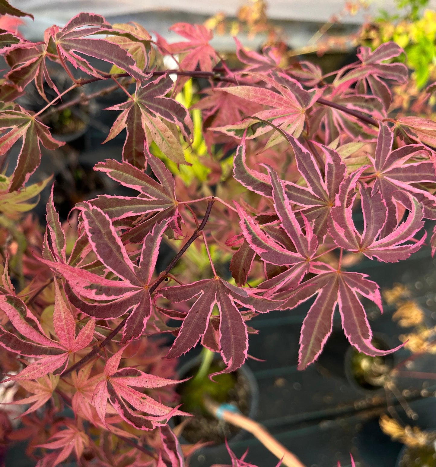 Geisha Gone Wild Japanese Maple Variegated Pink Acer Palmatum - Live Plant