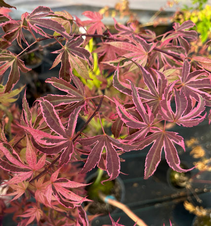 Geisha Gone Wild Japanese Maple Variegated Pink Acer Palmatum - Live Plant