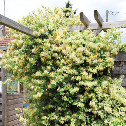 Mint Crisp Variegated Honeysuckle Vine, Fragrant Flowering Pollinator Plant - Live Plant