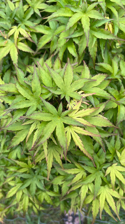 Sharp’s Pygmy, Dwarf Small Leaf Japanese Maple Tree - Live Plant