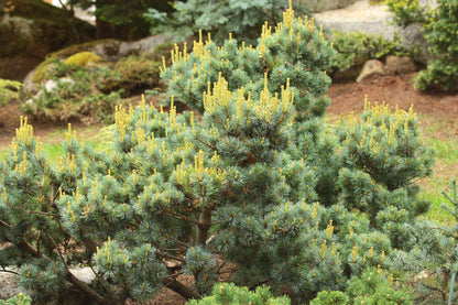 Kinpo Rare Dwarf Japanese White Pine, Pre Bonsai Starter Tree - Live Plant