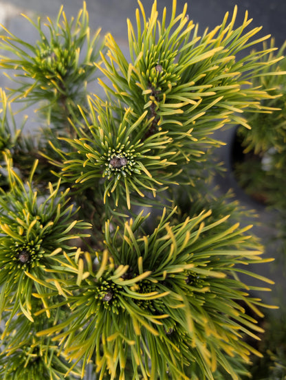 Carsten's Wintergold Dwarf Mugo Pine, Cold Hardy Conifer - Live Plant