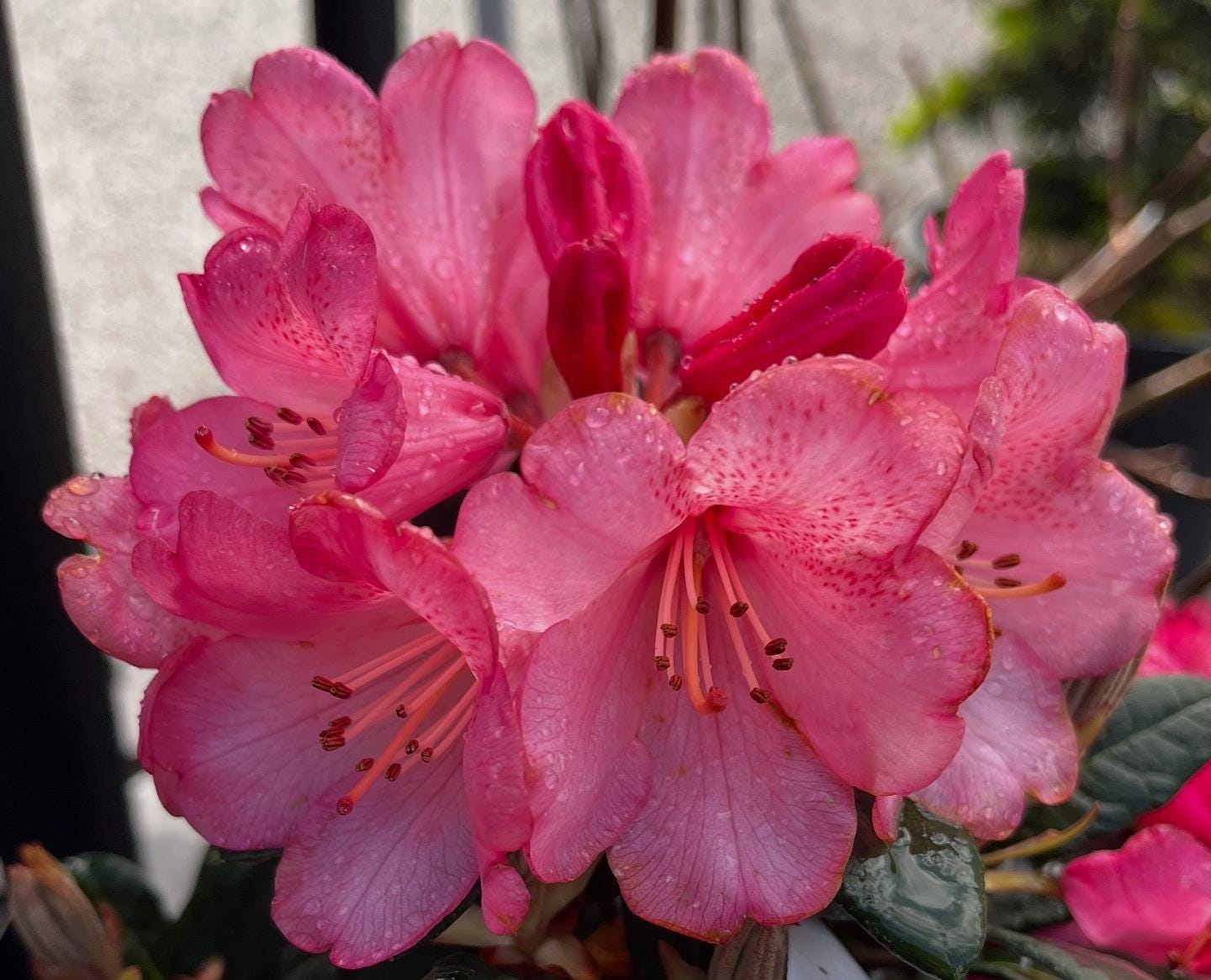 Wine and Roses Rhododendron, Dwarf Evergreen Flowering Shrub, Cold Hardy - Live Plant