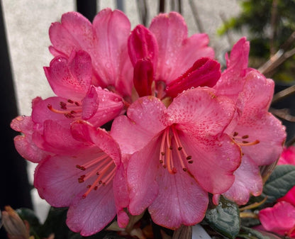 Wine and Roses Rhododendron, Dwarf Evergreen Flowering Shrub, Cold Hardy - Live Plant