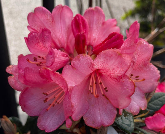 Wine and Roses Rhododendron, Dwarf Evergreen Flowering Shrub, Cold Hardy - Live Plant
